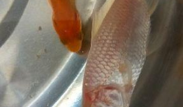 小金鱼视频,水下世界的灵动精灵